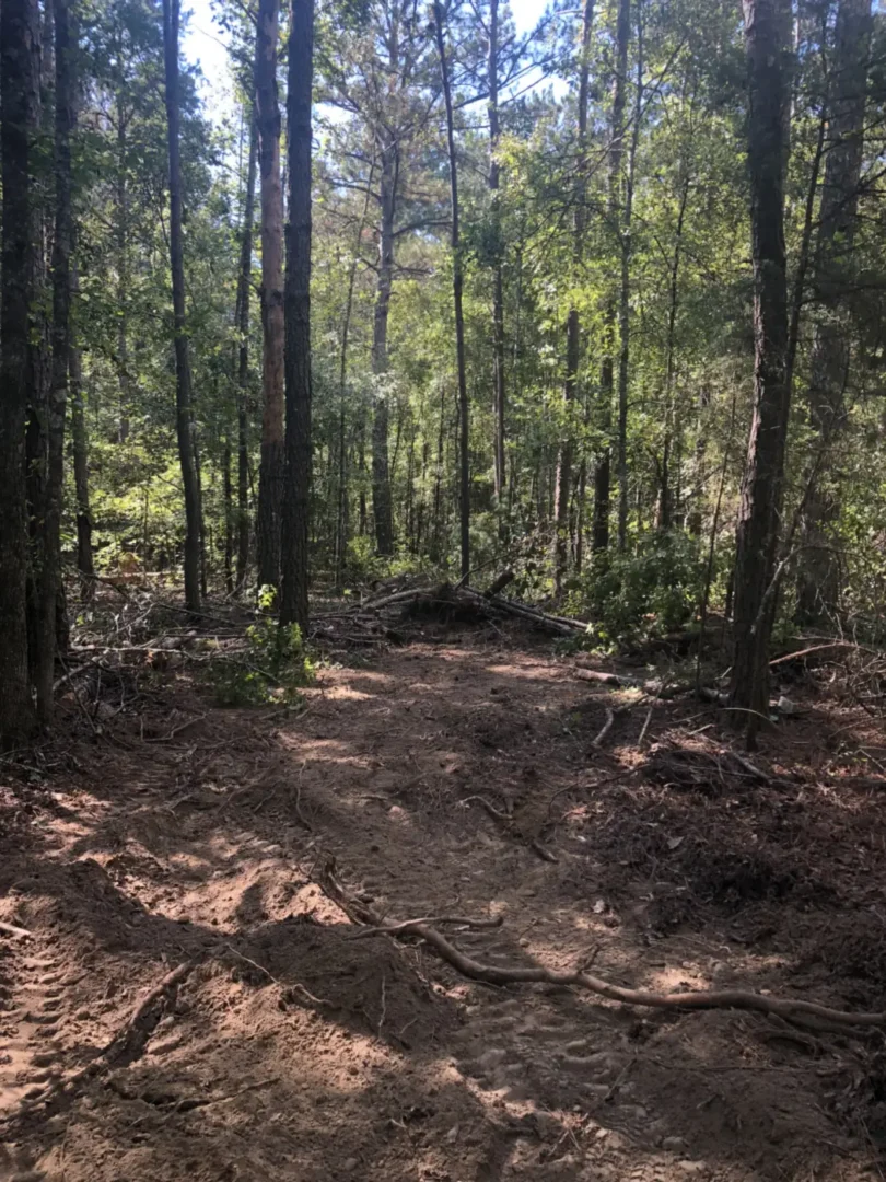 Forestry Mulching: a wooded hillside with the underbrush cleared away and mature trees left standing near Birchwood, TN