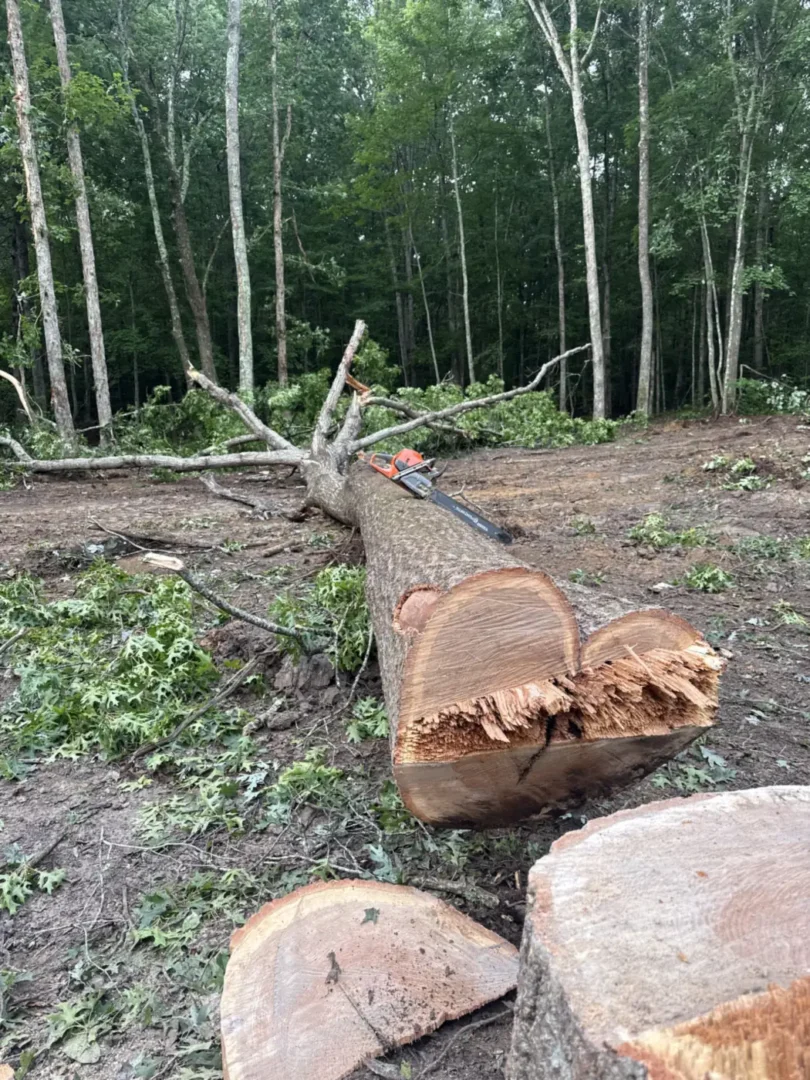 Land Clearing: freshly felled hardwood logs cut into sections on a wooded clearing job near Chattanooga, TN