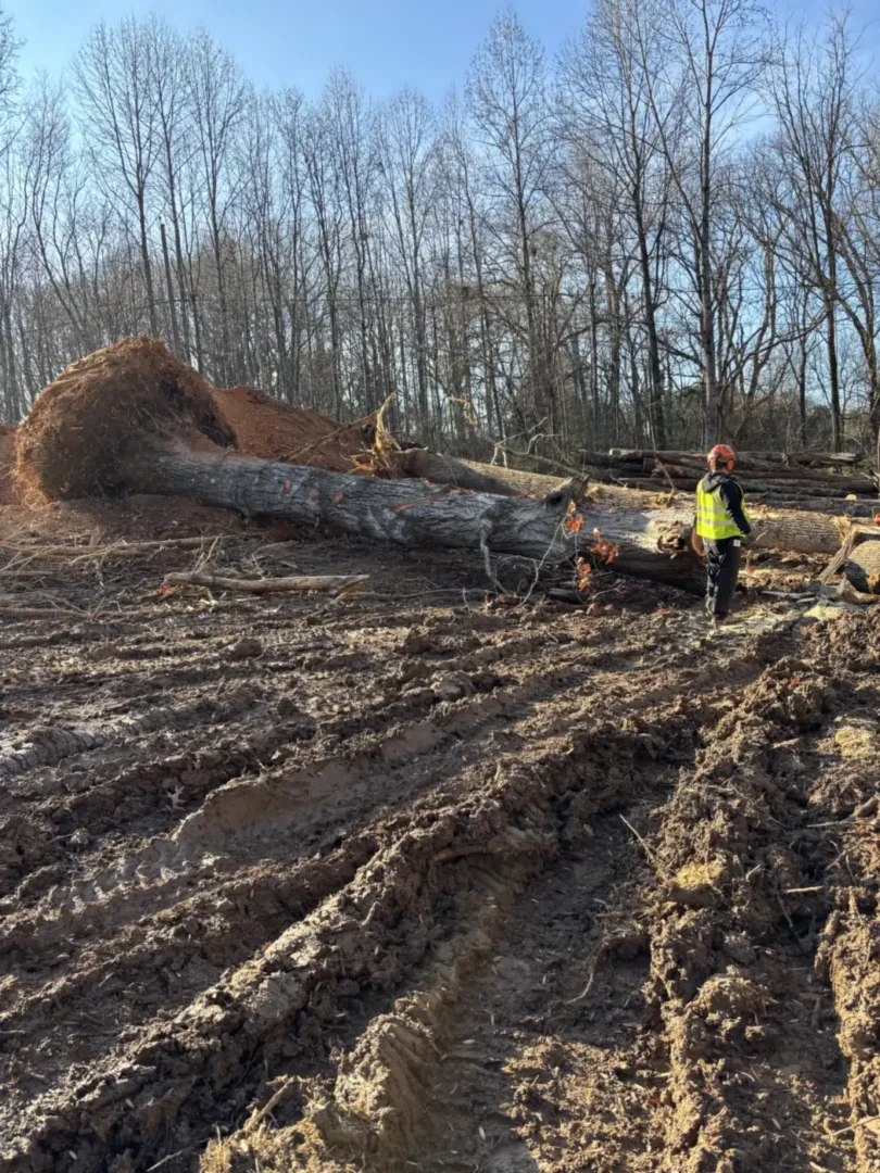 Land Clearing: an uprooted tree and root ball pulled out during land clearing, with a crew member standing by, near Birchwood, TN